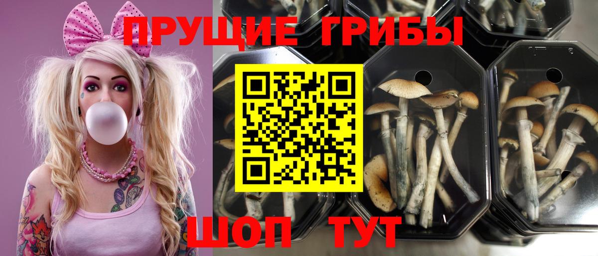 Галлюциногенные грибы мухоморы  Вход с VPN  наркотики  Шатура  Псилоцибиновые грибы Psilocybe 